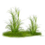 plants and trees png pack - Image 5