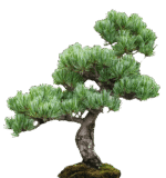 plants and trees png pack - Image 6