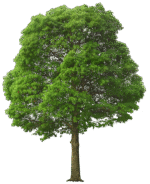 plants and trees png pack - Image 2