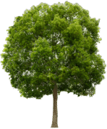 plants and trees png pack - Image 3